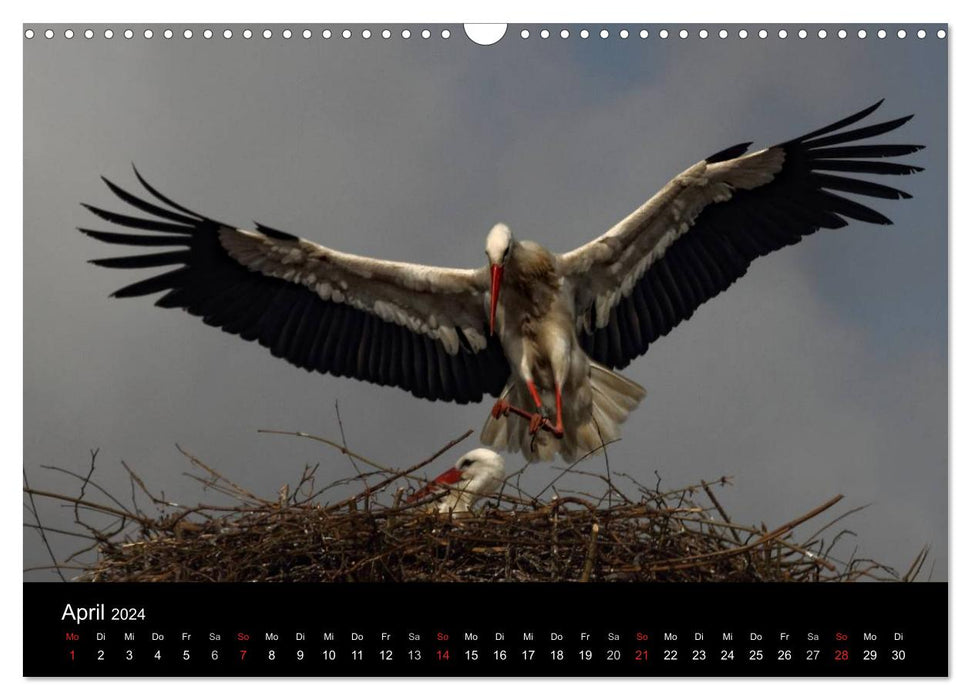 St. Peter-Ording (CALVENDO Wandkalender 2024)