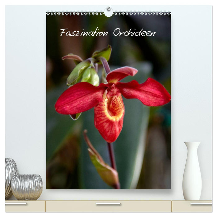 Faszination Orchideen (CALVENDO Premium Wandkalender 2024)
