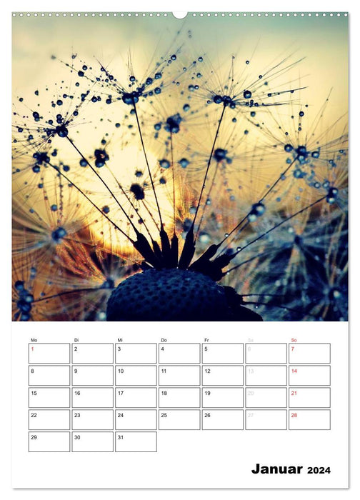 Pusteblumentraum - Dreams of Dandelion (CALVENDO Wandkalender 2024)