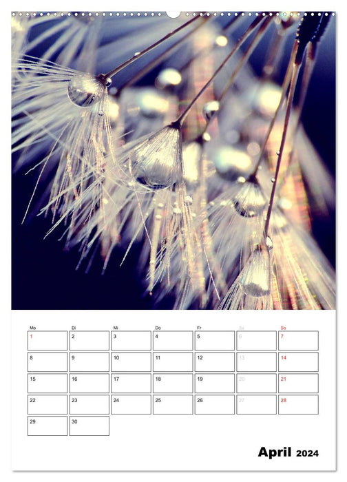 Pusteblumentraum - Dreams of Dandelion (CALVENDO Wandkalender 2024)