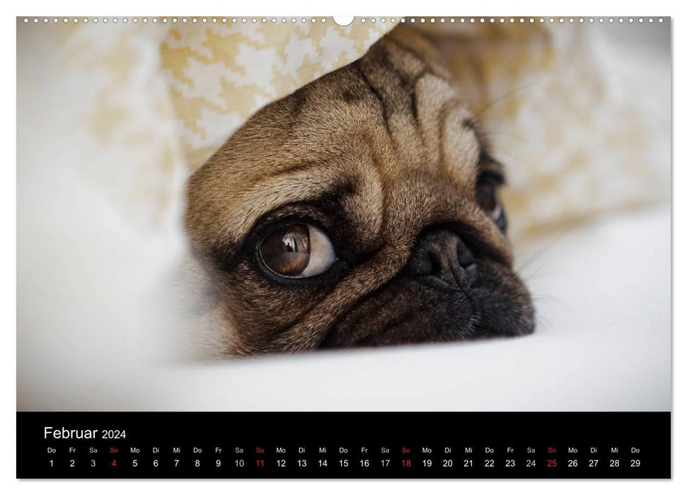 Mops 2024 (CALVENDO Premium Wandkalender 2024)