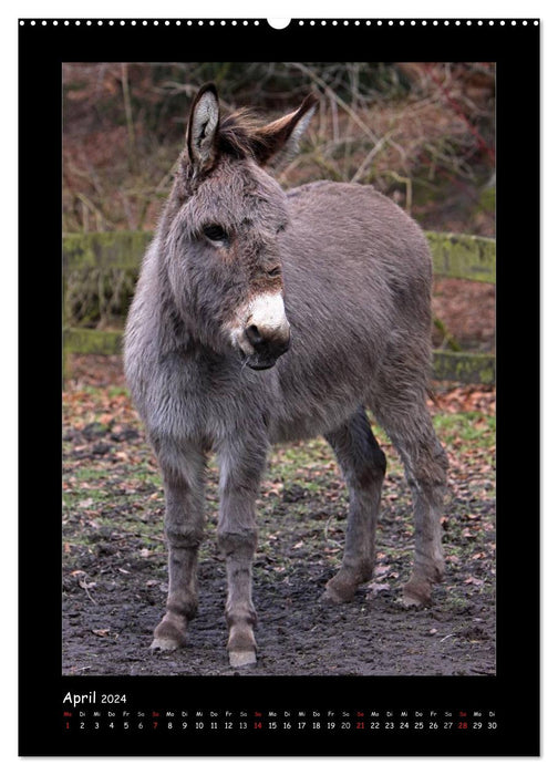 Esel und Mulis (CALVENDO Wandkalender 2024)