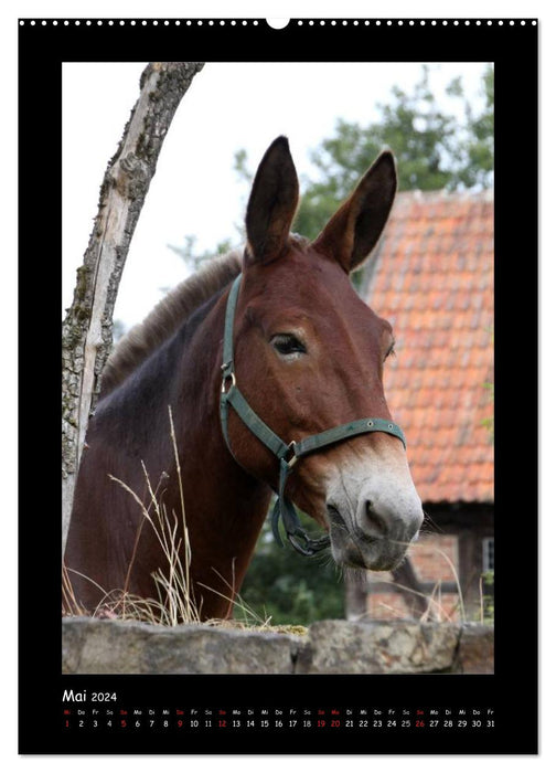 Esel und Mulis (CALVENDO Wandkalender 2024)