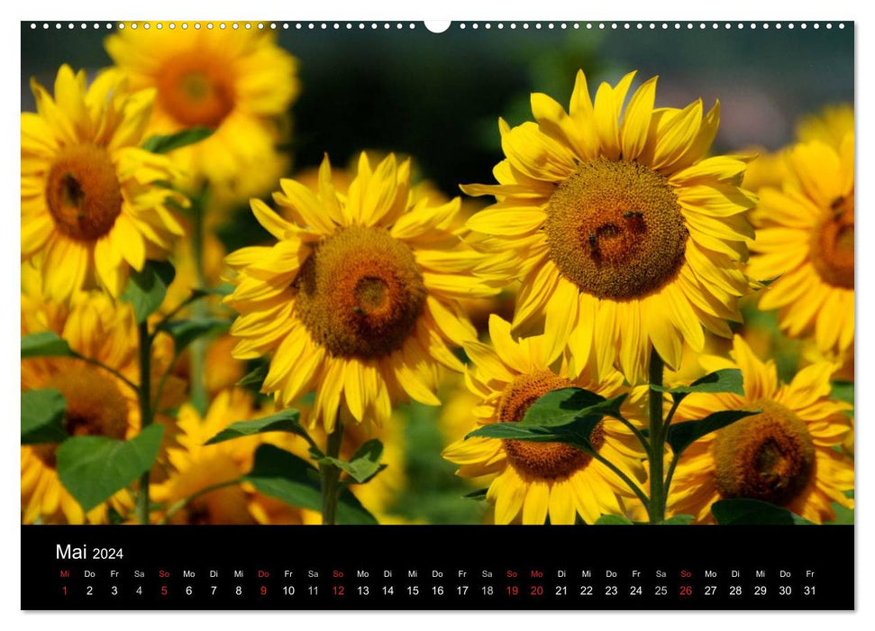Sonnenblumen (CALVENDO Premium Wandkalender 2024)