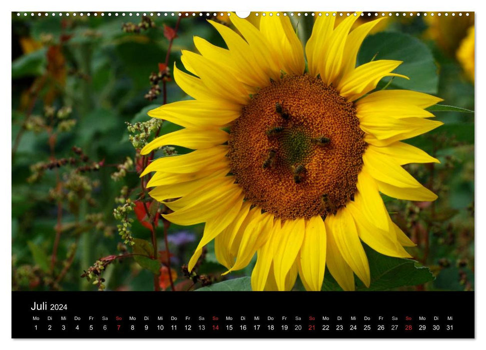 Sonnenblumen (CALVENDO Premium Wandkalender 2024)