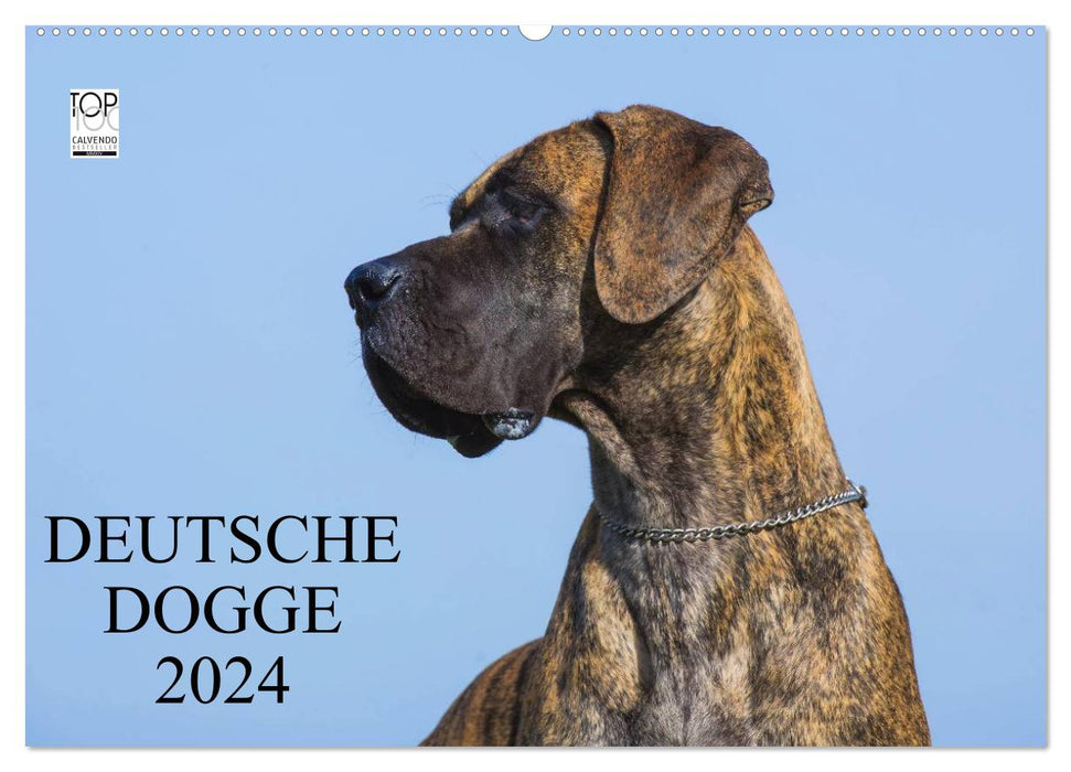 Deutsche Dogge 2024 (CALVENDO Wandkalender 2024)