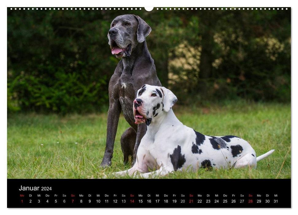 Deutsche Dogge 2024 (CALVENDO Wandkalender 2024)