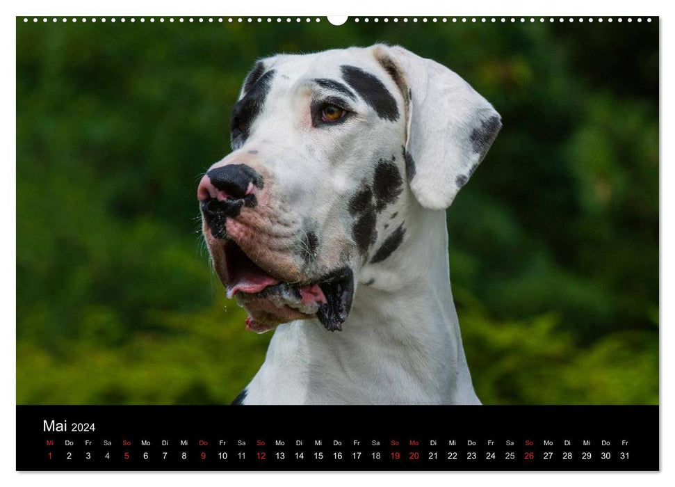 Deutsche Dogge 2024 (CALVENDO Wandkalender 2024)