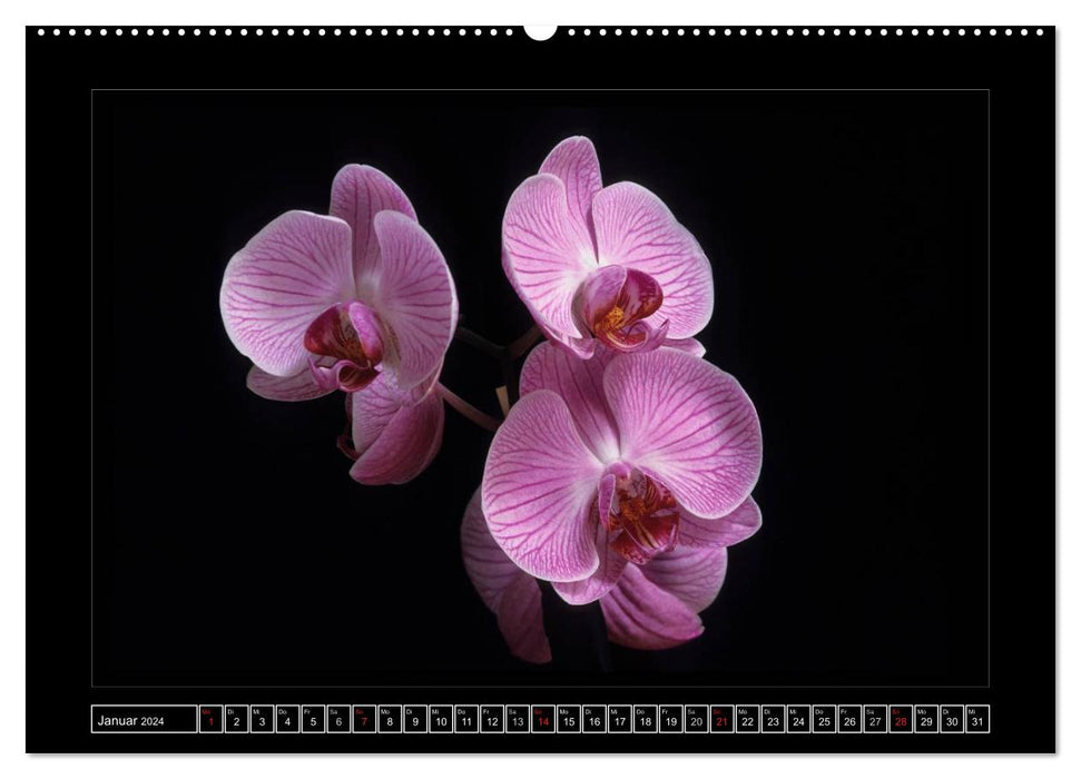 Orchideen 2024 (CALVENDO Premium Wandkalender 2024)