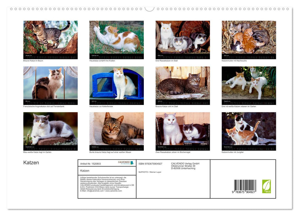 Katzen (CALVENDO Premium Wandkalender 2024)