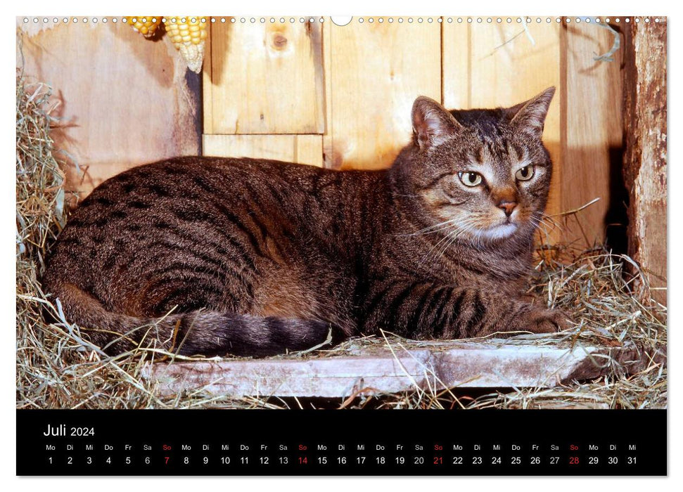 Katzen (CALVENDO Premium Wandkalender 2024)