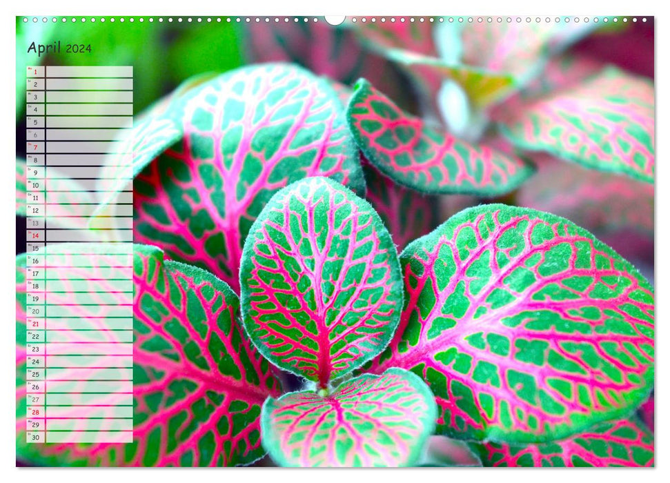 Die schönsten Zimmerpflanzen. Pflegeleicht, dekorativ und wohltuend (CALVENDO Premium Wandkalender 2024)