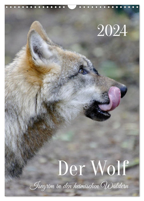 Der Wolf - Isegrim in den heimischen Wäldern - Kalender 2024 (CALVENDO Wandkalender 2024)