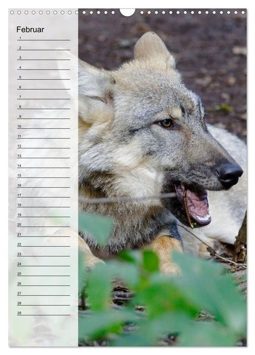 Der Wolf - Isegrim in den heimischen Wäldern - Kalender 2024 (CALVENDO Wandkalender 2024)