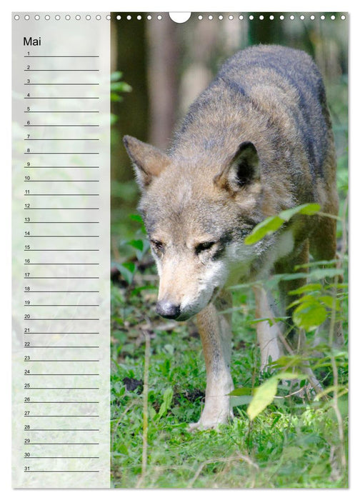 Der Wolf - Isegrim in den heimischen Wäldern - Kalender 2024 (CALVENDO Wandkalender 2024)