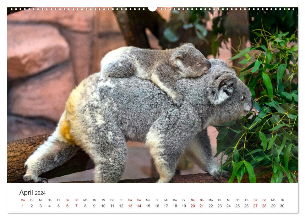 Knuffige Koalabären (CALVENDO Premium Wandkalender 2024)