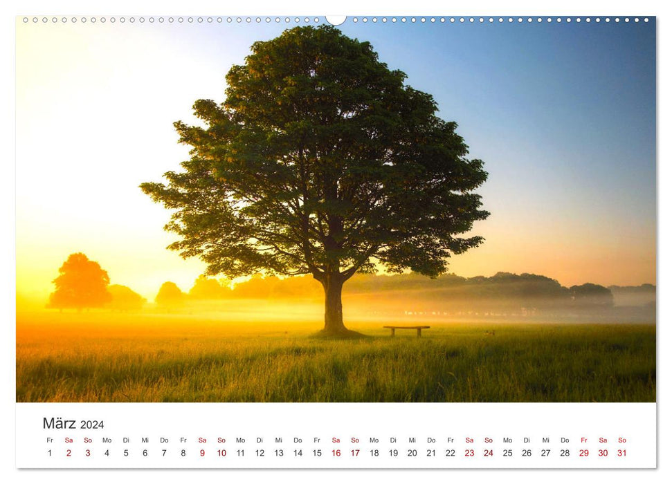 Alleinstehende Bäume (CALVENDO Premium Wandkalender 2024)