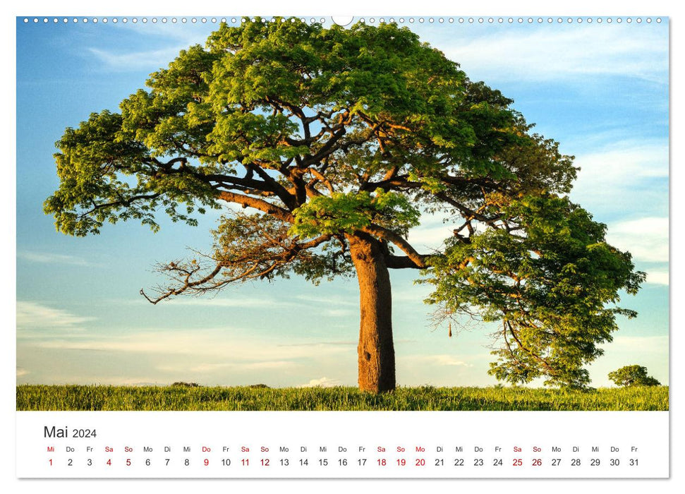 Alone trees (CALVENDO Premium Wall Calendar 2024) 