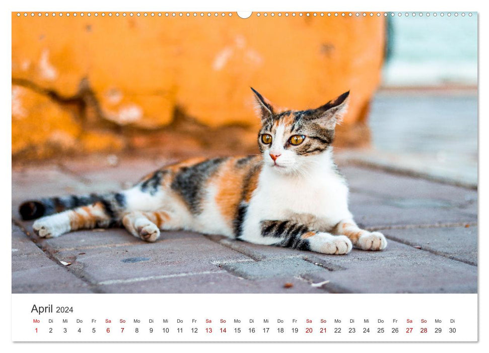 Lucky Charm - On the trail of happiness. (CALVENDO Premium Wall Calendar 2024) 