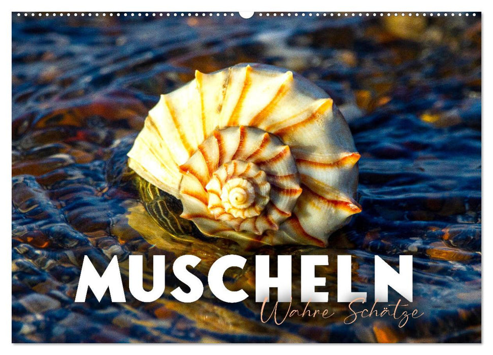 Shells - True Treasures (CALVENDO Wall Calendar 2024) 