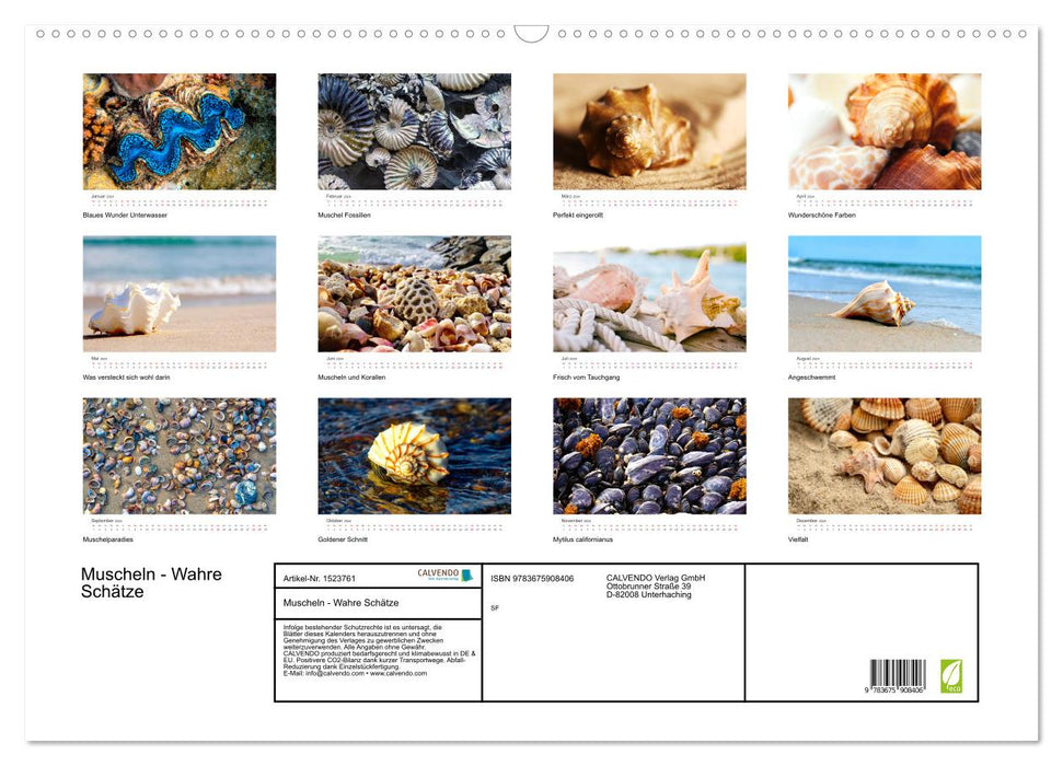 Shells - True Treasures (CALVENDO Wall Calendar 2024) 