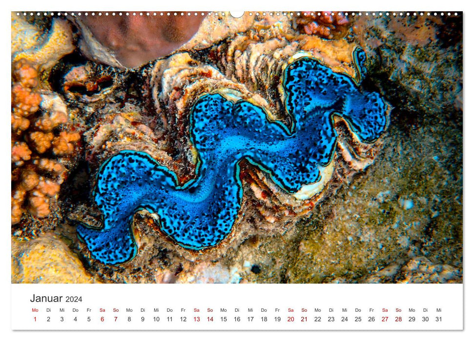 Shells - True Treasures (CALVENDO Wall Calendar 2024) 