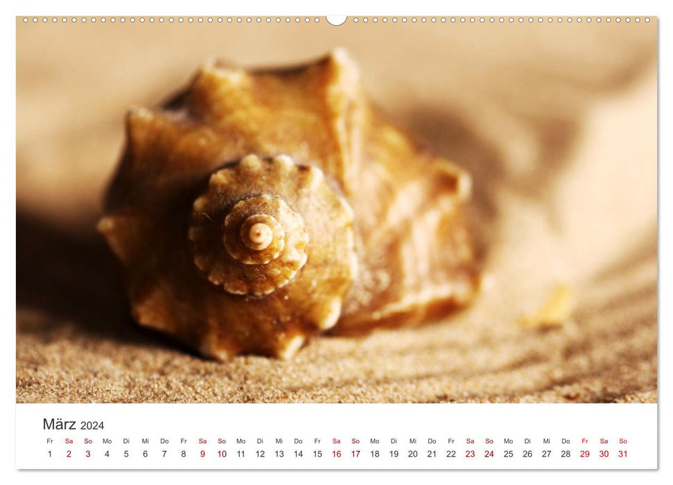 Shells - True Treasures (CALVENDO Wall Calendar 2024) 