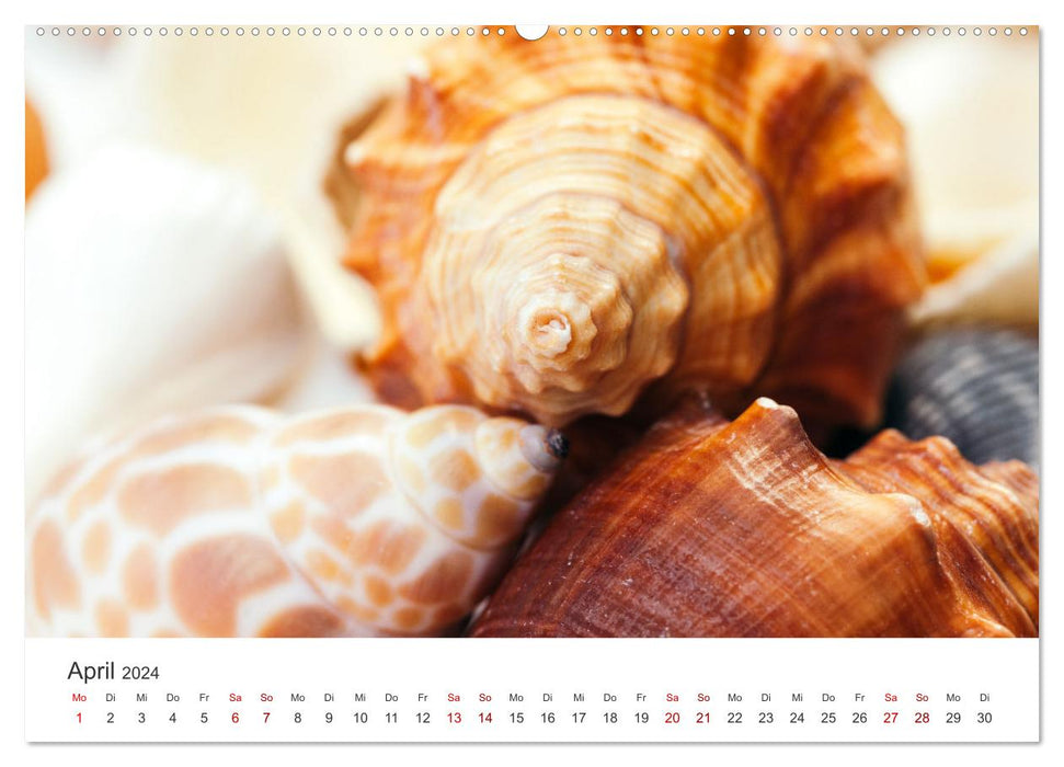 Shells - True Treasures (CALVENDO Wall Calendar 2024) 