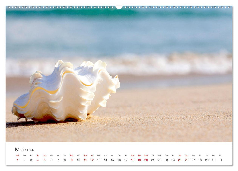 Shells - True Treasures (CALVENDO Wall Calendar 2024) 