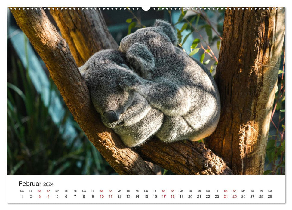 Cute koala bears (CALVENDO wall calendar 2024) 