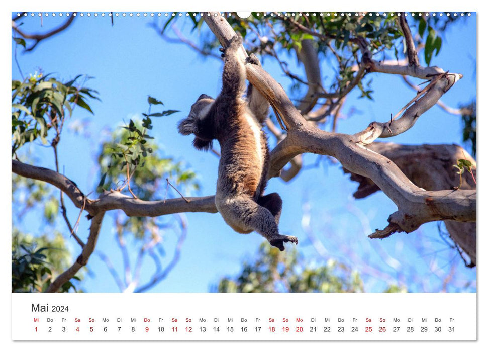 Knuffige Koalabären (CALVENDO Wandkalender 2024)