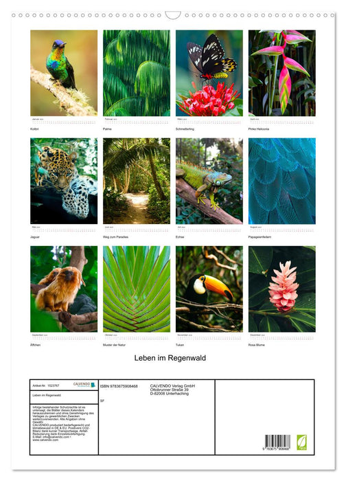 Life in the rainforest (CALVENDO wall calendar 2024) 