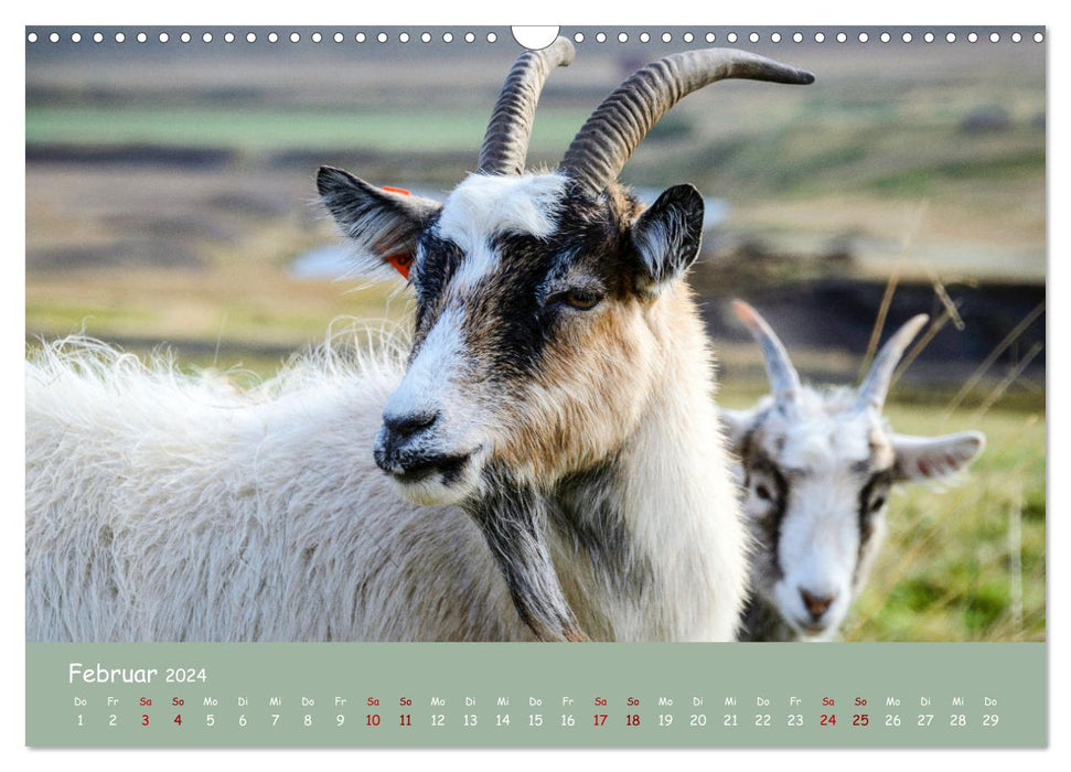 Wool &amp; Horns (CALVENDO wall calendar 2024) 