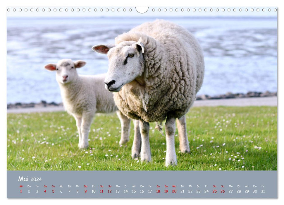 Wolle & Hörner (CALVENDO Wandkalender 2024)