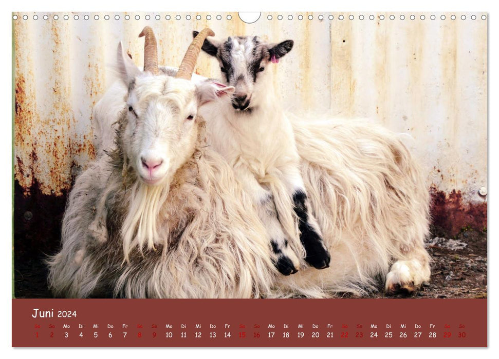 Wolle & Hörner (CALVENDO Wandkalender 2024)