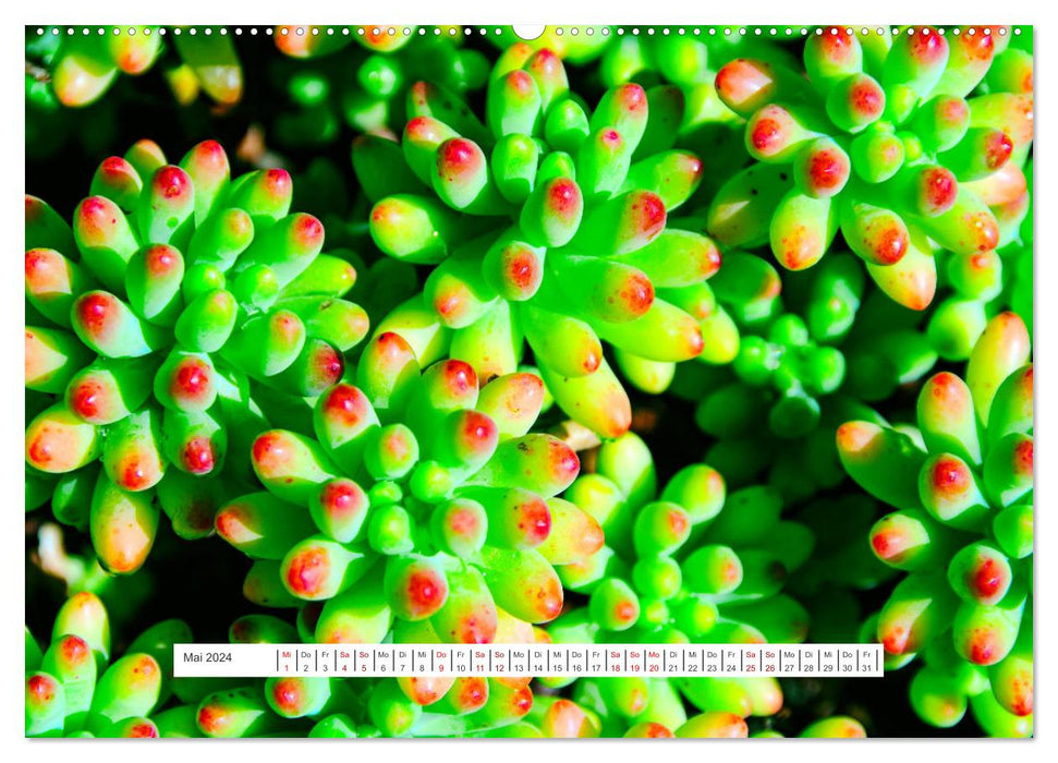 Cacti - spiky, flowering beauties (CALVENDO Premium Wall Calendar 2024) 