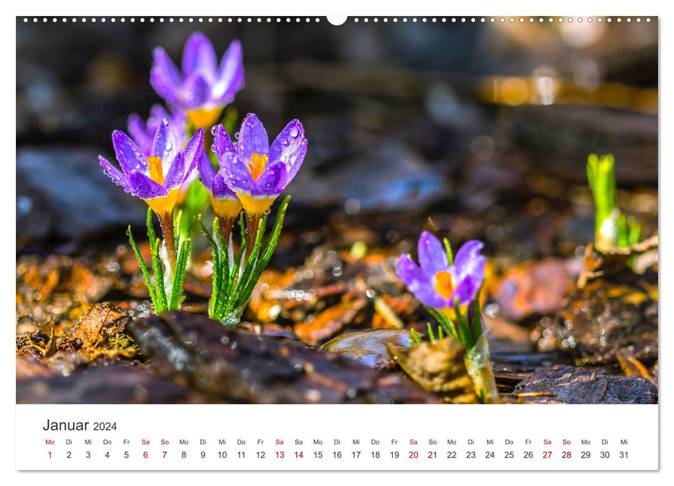 Die magische Welt der Blumen (CALVENDO Wandkalender 2024)