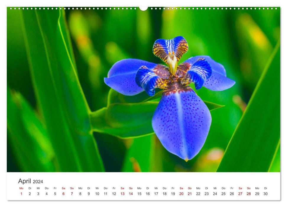 Die magische Welt der Blumen (CALVENDO Wandkalender 2024)