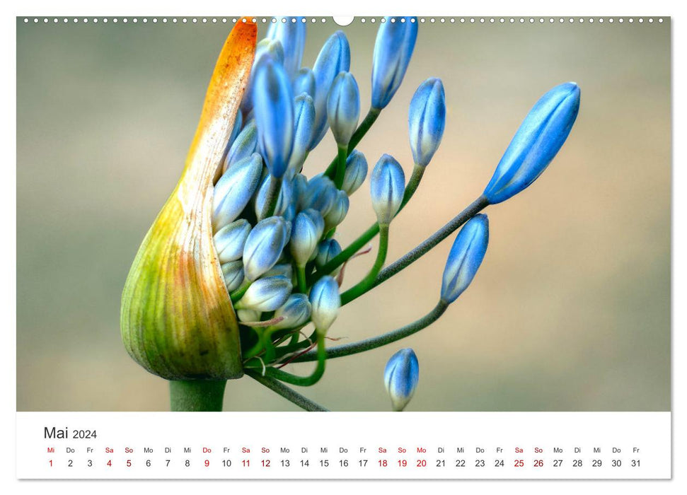 The magical world of flowers (CALVENDO wall calendar 2024) 