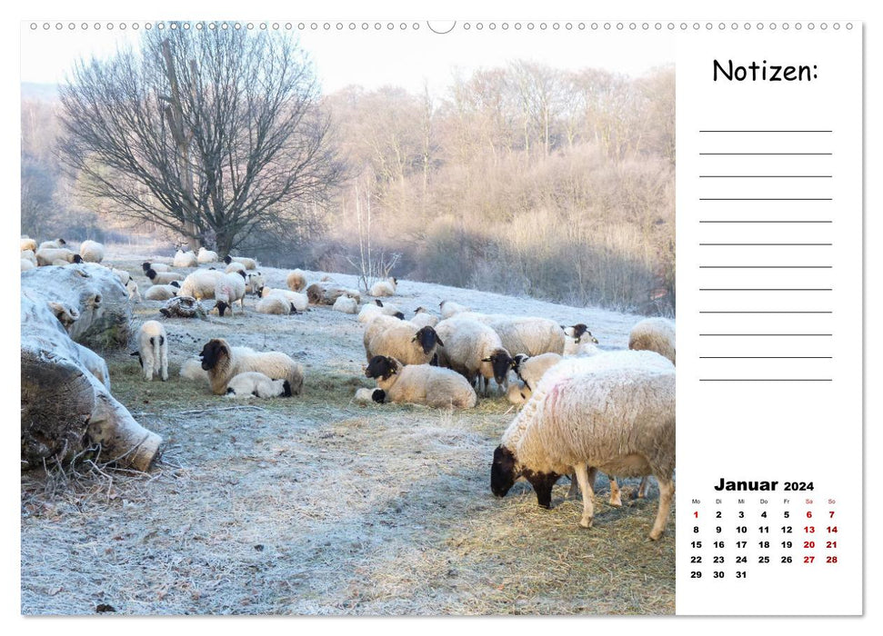 Le beau monde des moutons (Calendrier mural CALVENDO 2024) 