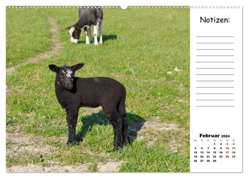 The beautiful world of sheep (CALVENDO wall calendar 2024) 