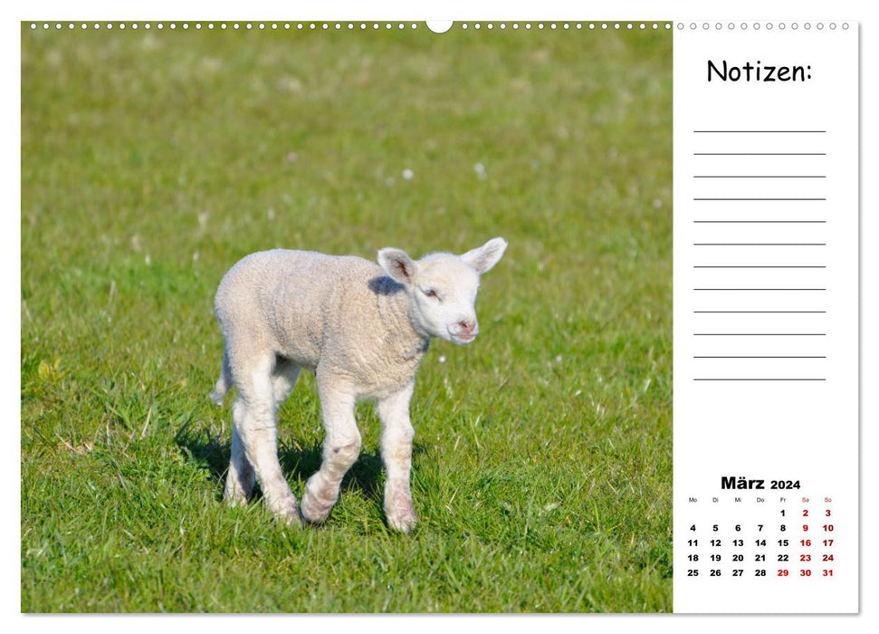 Die schöne Welt der Schafe (CALVENDO Wandkalender 2024)