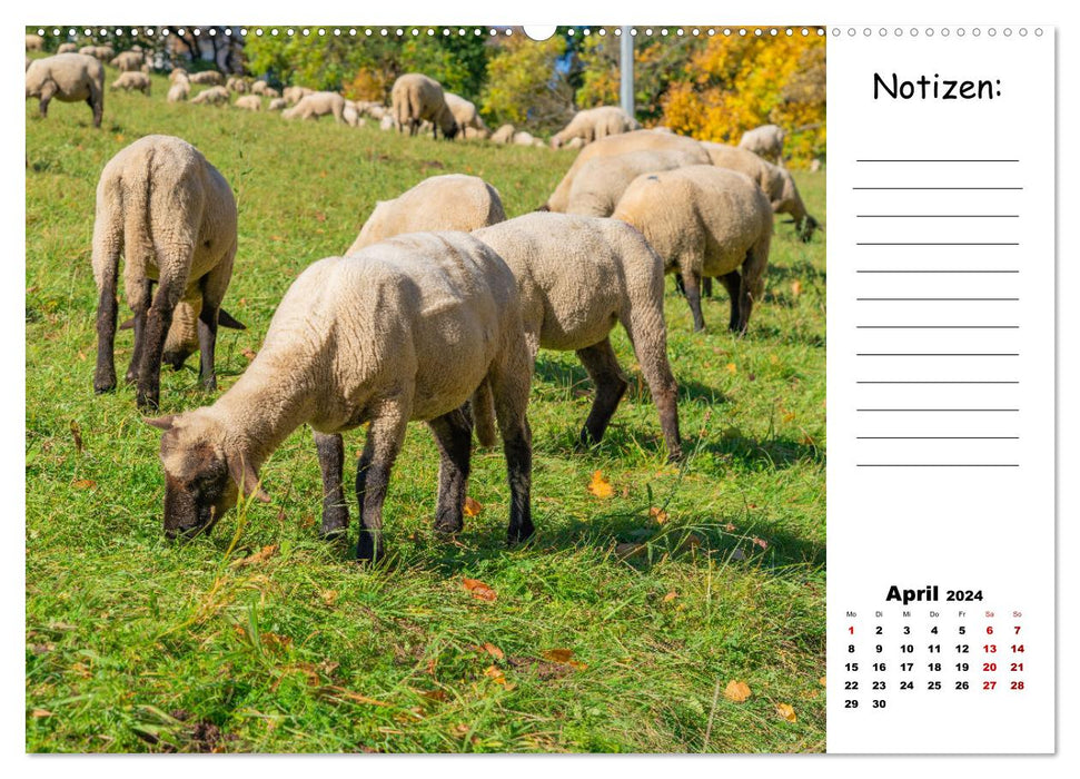 Die schöne Welt der Schafe (CALVENDO Wandkalender 2024)