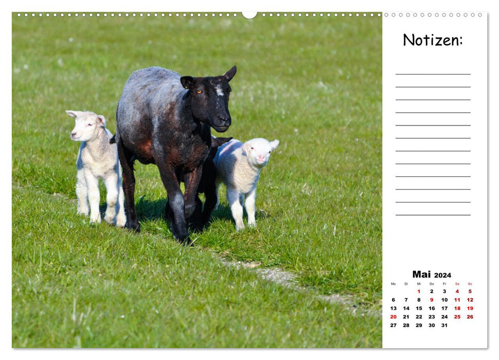 Die schöne Welt der Schafe (CALVENDO Wandkalender 2024)