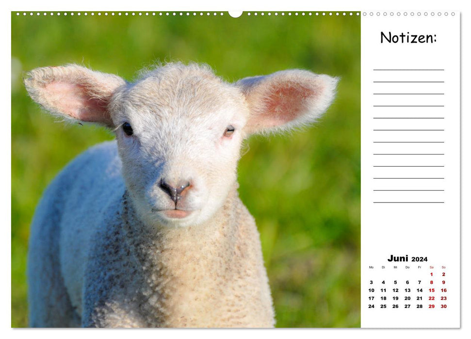 The beautiful world of sheep (CALVENDO wall calendar 2024) 