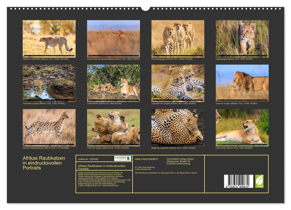 Afrikas Raubkatzen in eindrucksvollen Portraits (CALVENDO Premium Wandkalender 2024)