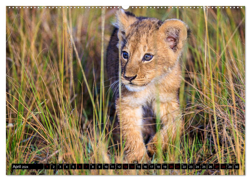 Afrikas Raubkatzen in eindrucksvollen Portraits (CALVENDO Premium Wandkalender 2024)
