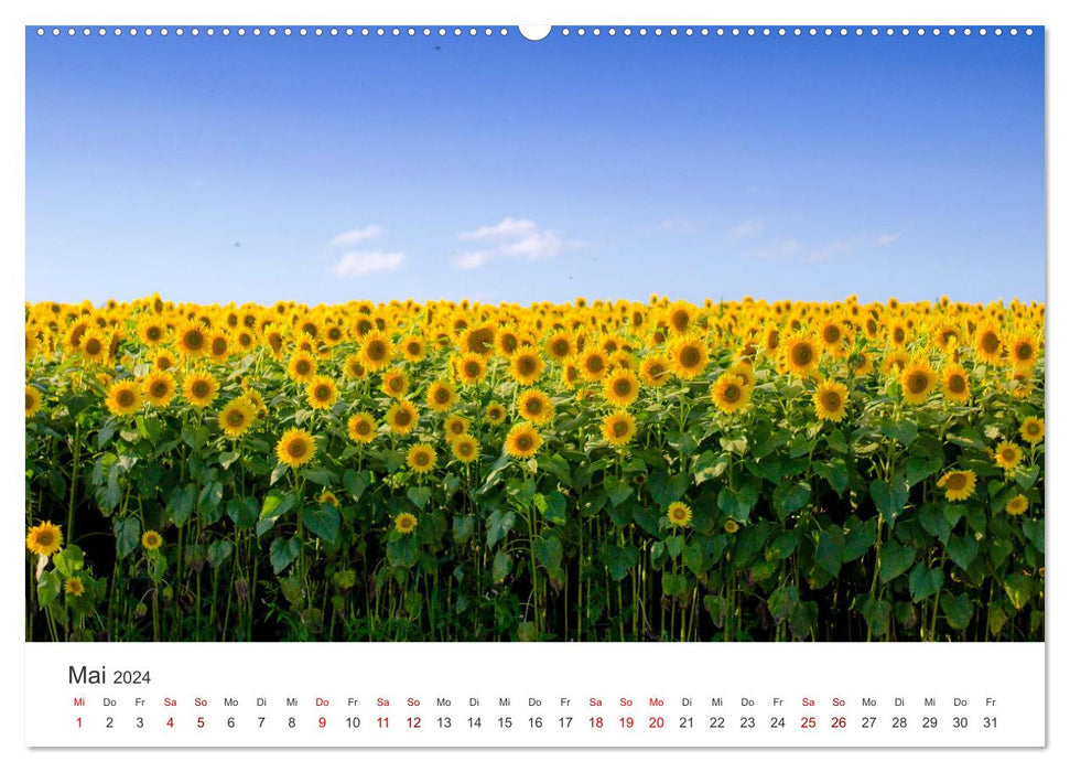Sonnenblumen - Erstrahlen im freundlichen Gelb. (CALVENDO Premium Wandkalender 2024)