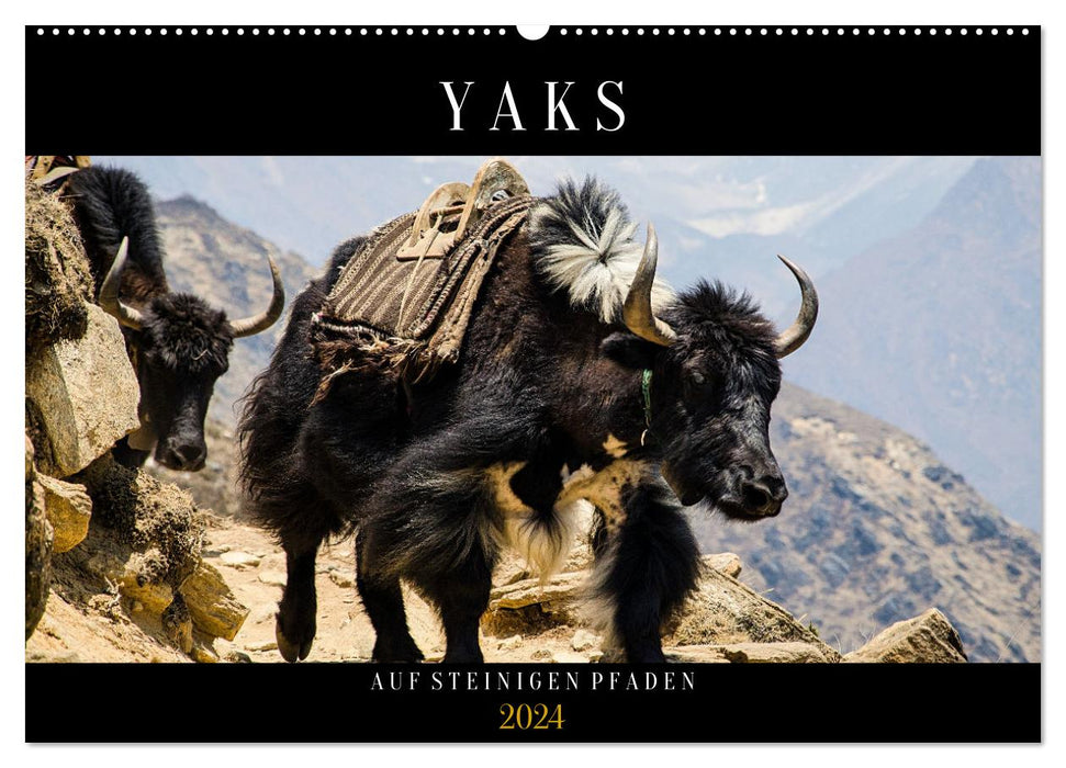 Yaks - sur les chemins pierreux (Calendrier mural CALVENDO 2024) 