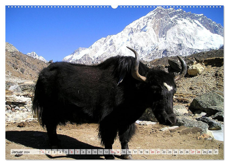 Yaks - sur les chemins pierreux (Calendrier mural CALVENDO 2024) 